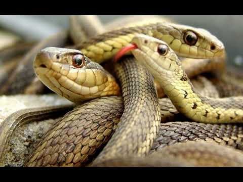 Ba con rắn tượng trưng cho những thay đổi quan trọng trong cuộc sống