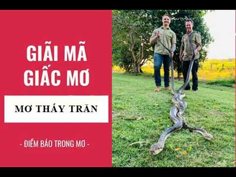 con trăn