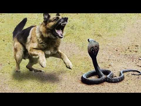 Hình ảnh chó chiến đấu với rắn, tượng trưng cho sự vượt qua khó khăn