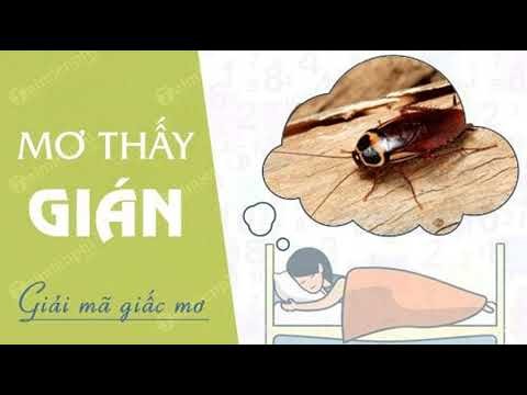 Hình ảnh một con gián màu nâu sẫm đang bò trên sàn nhà, thể hiện sự xuất hiện phổ biến của loài vật này trong giấc mơ.