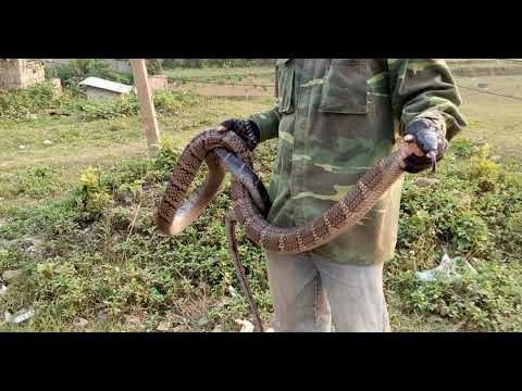 Hình ảnh người đàn ông bắt rắn, tượng trưng cho sự khéo léo và kiểm soát.