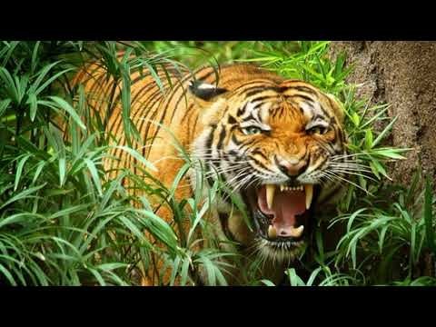 Hổ vàng tượng trưng cho tài lộc và may mắn