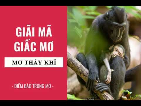 Một chú khỉ đang leo trèo trên cây, tượng trưng cho sự nhanh nhẹn và thích nghi.