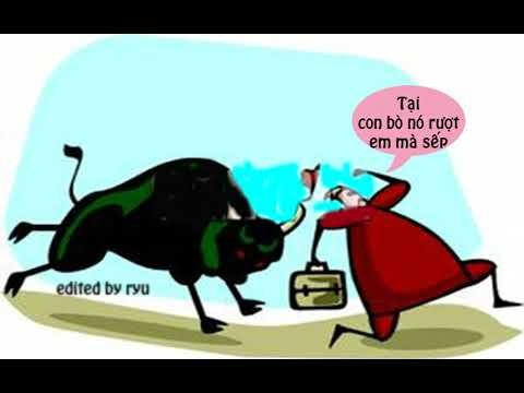 Một con bò đực màu đen đang đuổi theo một người trên đồng cỏ xanh