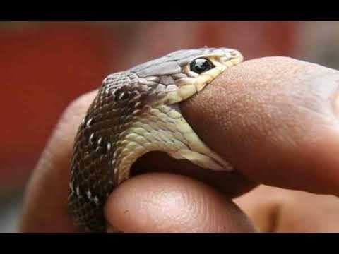 một con rắn hổ mang khoanh tròn mình