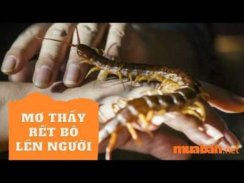 Một con rết đang bò trên cành cây, tượng trưng cho sự thay đổi và phát triển trong cuộc sống.