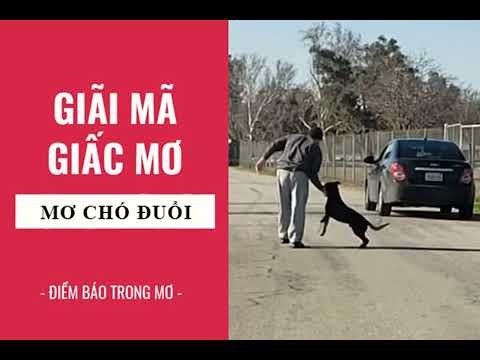 Một người đang chạy trốn khỏi đàn chó dữ tợn, tượng trưng cho sự sợ hãi và áp lực trong cuộc sống.
