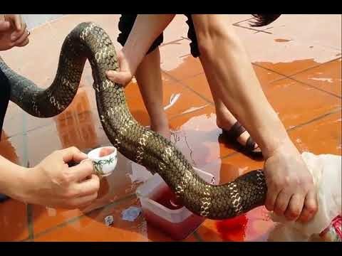 Một người đang làm thịt rắn