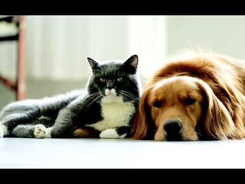 Nằm mơ thấy chó thường được xem là một điềm báo tốt
